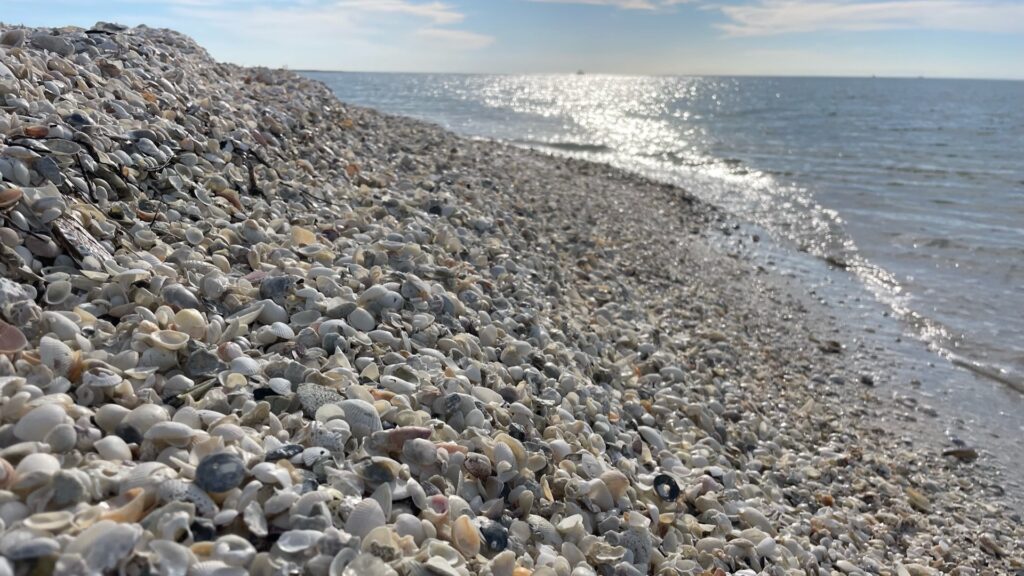 Shelling at South Beach & Sand Dollar Spit