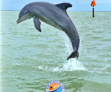 Marco Island’s Best Jet Ski Tours and Rentals
